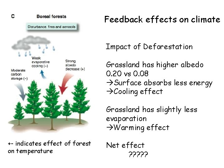 Feedback effects on climate Impact of Deforestation Grassland has higher albedo 0. 20 vs