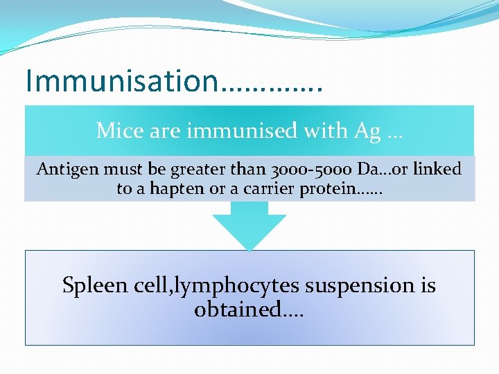 Immunisation…………. Mice are immunised with Ag … Antigen must be greater than 3000 -5000