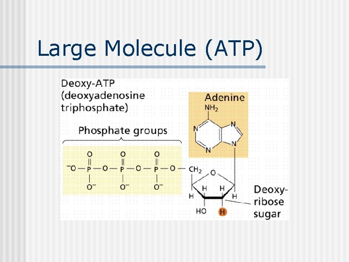 Large Molecule (ATP) 