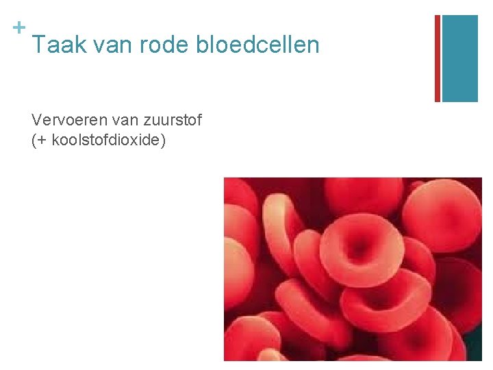 + Taak van rode bloedcellen Vervoeren van zuurstof (+ koolstofdioxide) 