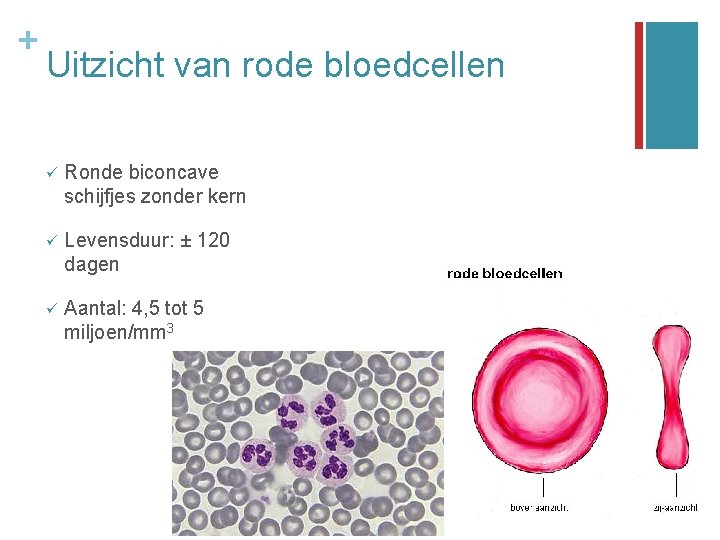 + Uitzicht van rode bloedcellen ü Ronde biconcave schijfjes zonder kern ü Levensduur: ±