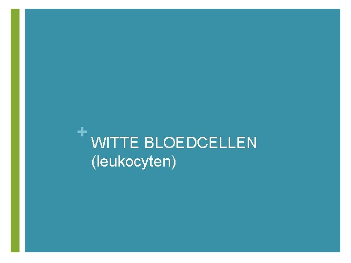 + WITTE BLOEDCELLEN (leukocyten) 