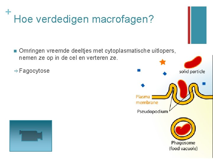 + Hoe verdedigen macrofagen? n Omringen vreemde deeltjes met cytoplasmatische uitlopers, nemen ze op