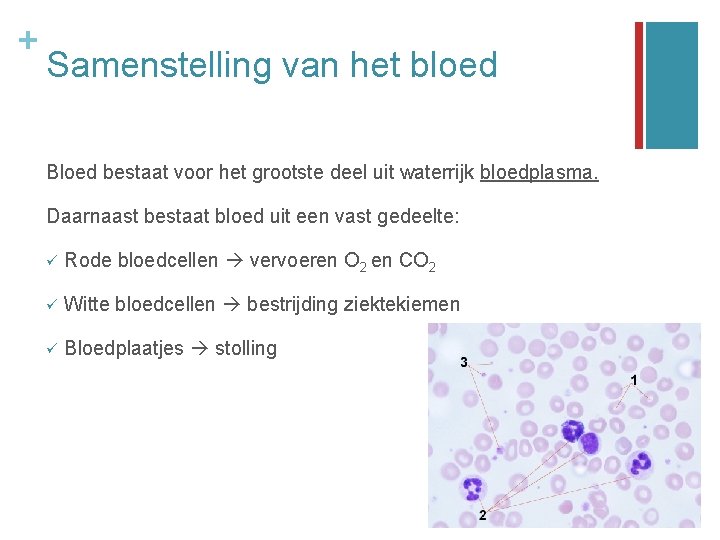 + Samenstelling van het bloed Bloed bestaat voor het grootste deel uit waterrijk bloedplasma.