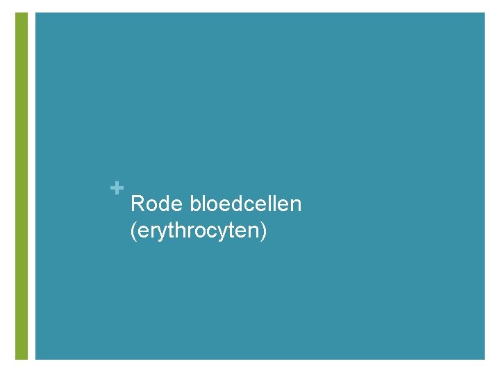 + Rode bloedcellen (erythrocyten) 