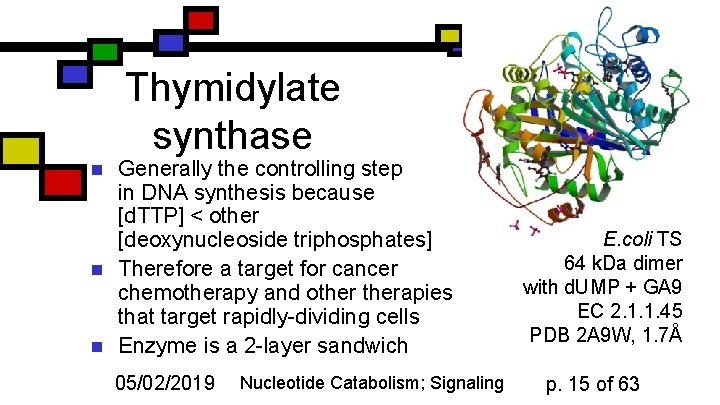 Thymidylate synthase n n n Generally the controlling step in DNA synthesis because [d.