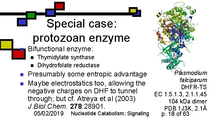 Special case: protozoan enzyme n Bifunctional enzyme: n n Thymidylate synthase Dihydrofolate reductase Plasmodium