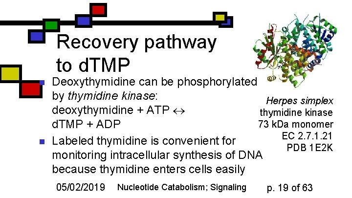 Recovery pathway to d. TMP n n Deoxythymidine can be phosphorylated by thymidine kinase: