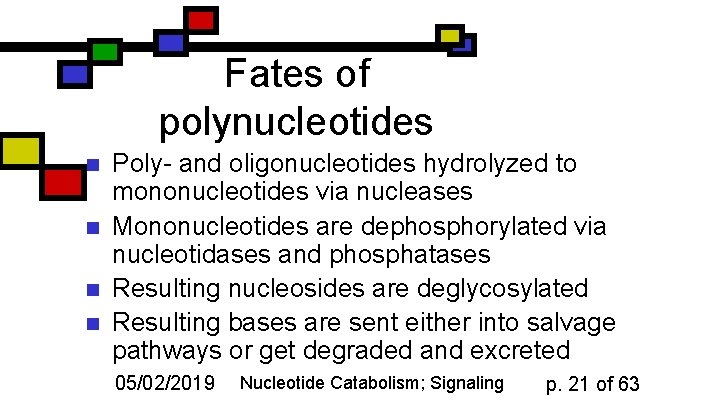 Fates of polynucleotides n n Poly- and oligonucleotides hydrolyzed to mononucleotides via nucleases Mononucleotides