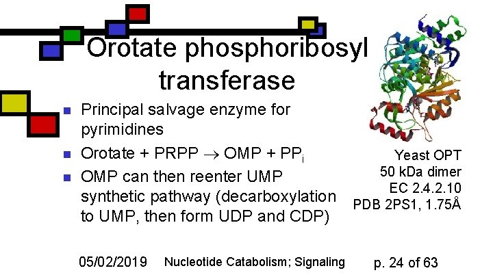 Orotate phosphoribosyl transferase n n n Principal salvage enzyme for pyrimidines Orotate + PRPP