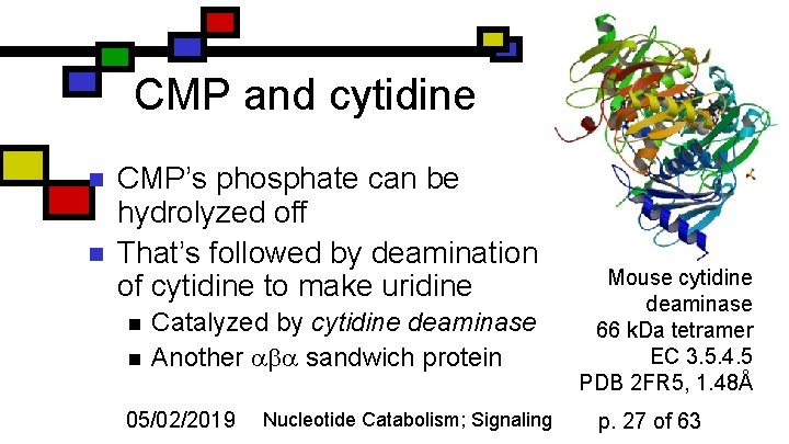 CMP and cytidine n n CMP’s phosphate can be hydrolyzed off That’s followed by