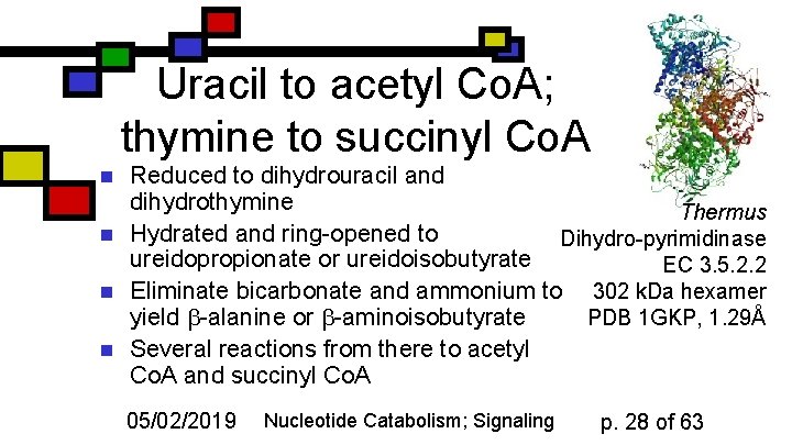 Uracil to acetyl Co. A; thymine to succinyl Co. A n n Reduced to