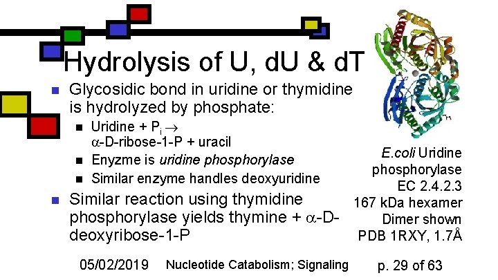 Hydrolysis of U, d. U & d. T n Glycosidic bond in uridine or