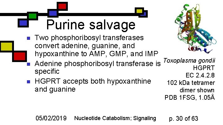 Purine salvage n n n Two phosphoribosyl transferases convert adenine, guanine, and hypoxanthine to