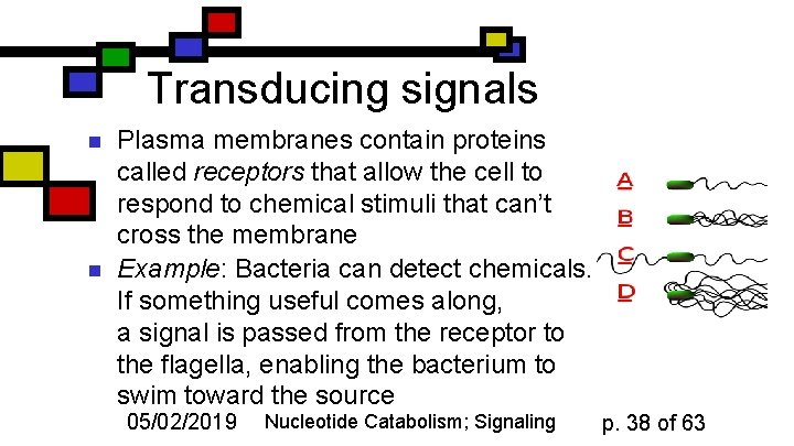 Transducing signals n n Plasma membranes contain proteins called receptors that allow the cell