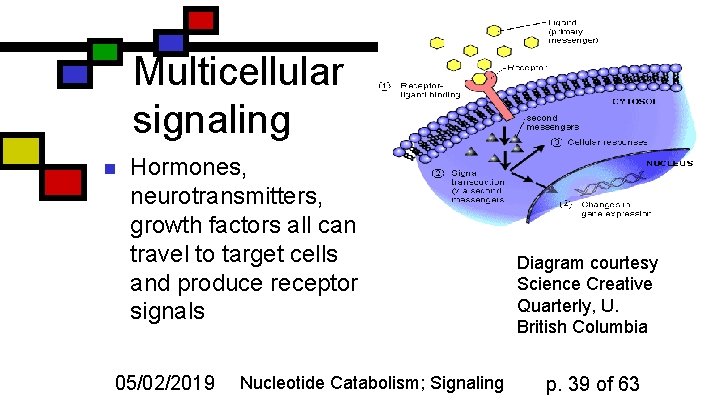 Multicellular signaling n Hormones, neurotransmitters, growth factors all can travel to target cells and