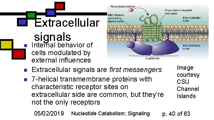 n n n Extracellular signals Internal behavior of cells modulated by external influences Extracellular