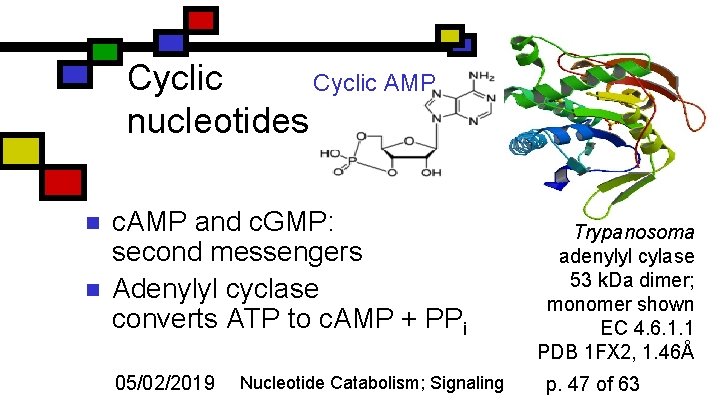 Cyclic AMP nucleotides n n c. AMP and c. GMP: second messengers Adenylyl cyclase