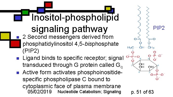 Inositol-phospholipid signaling pathway n n n PIP 2 2 Second messengers derived from phosphatidylinositol