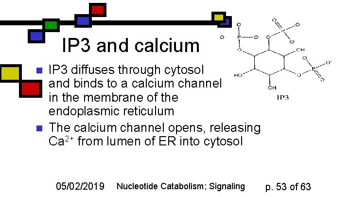 IP 3 and calcium n n IP 3 diffuses through cytosol and binds to