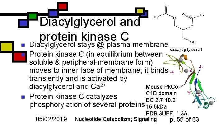 n n n Diacylglycerol and protein kinase C Diacylglycerol stays @ plasma membrane Protein