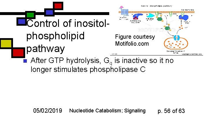 Control of inositolphospholipid pathway n Figure courtesy Motifolio. com After GTP hydrolysis, Gq is