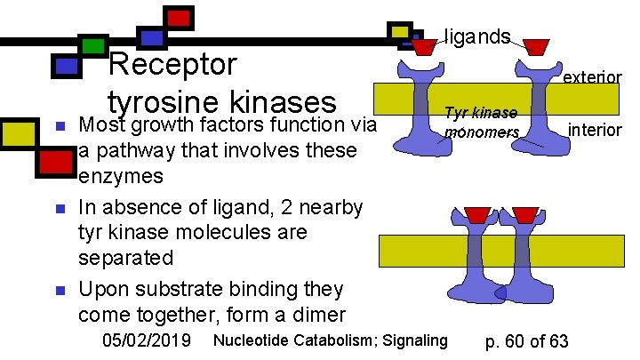 n n n Receptor tyrosine kinases Most growth factors function via a pathway that