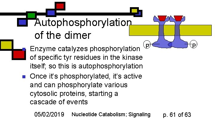 Autophosphorylation of the dimer n n P Enzyme catalyzes phosphorylation P of specific tyr