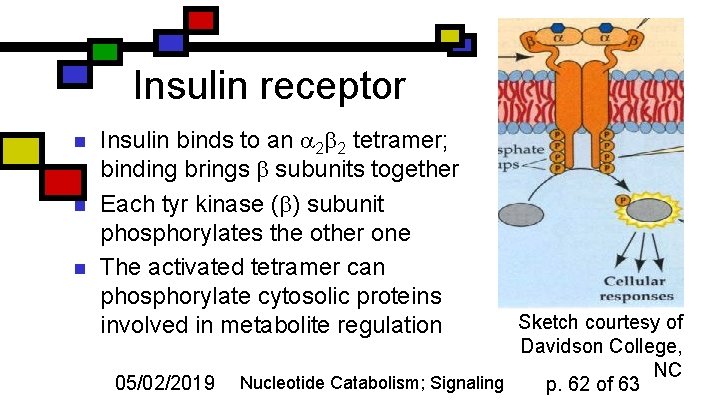 Insulin receptor n n n Insulin binds to an 2 2 tetramer; binding brings