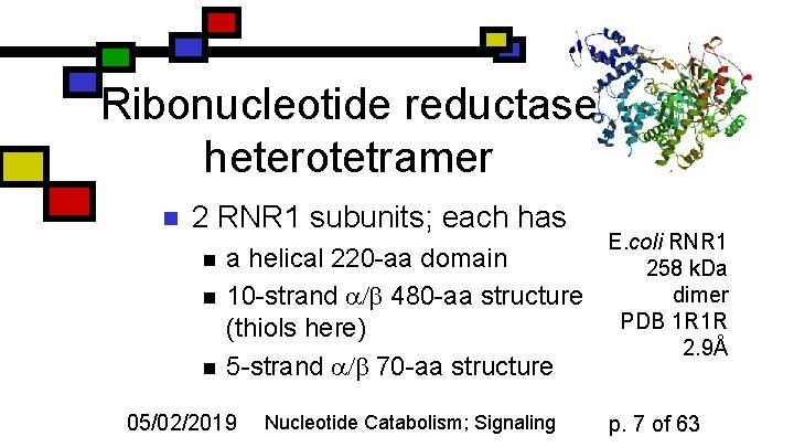 Ribonucleotide reductase heterotetramer n 2 RNR 1 subunits; each has n n n a