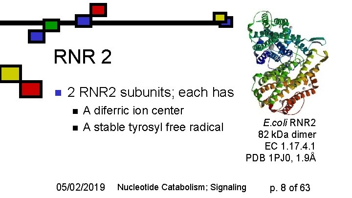 RNR 2 n 2 RNR 2 subunits; each has n n A diferric ion