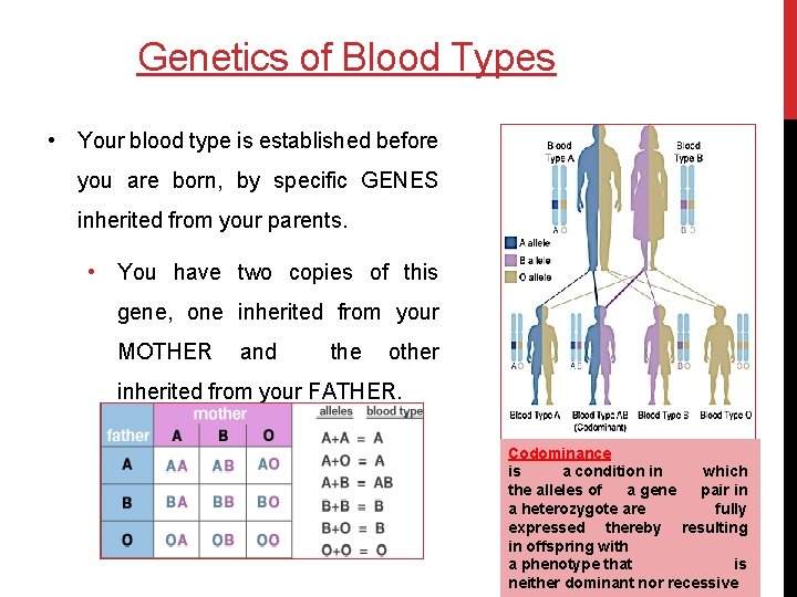 Genetics of Blood Types • Your blood type is established before you are born,