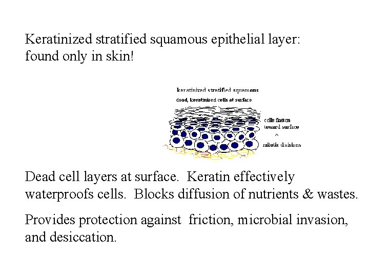 Keratinized stratified squamous epithelial layer: found only in skin! Dead cell layers at surface.