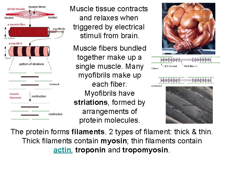 Muscle tissue contracts and relaxes when triggered by electrical stimuli from brain. Muscle fibers