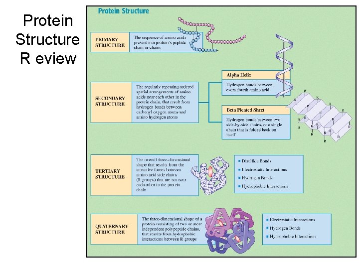 Protein Structure R eview 