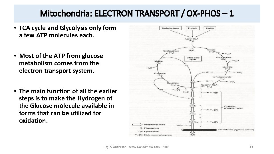 Mitochondria: ELECTRON TRANSPORT / OX-PHOS – 1 • TCA cycle and Glycolysis only form