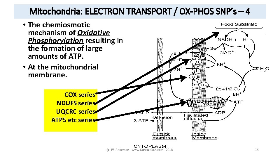 Mitochondria: ELECTRON TRANSPORT / OX-PHOS SNP’s – 4 • The chemiosmotic mechanism of Oxidative