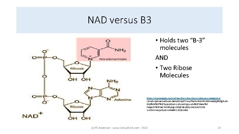 NAD versus B 3 • Holds two “B-3” molecules AND • Two Ribose Molecules