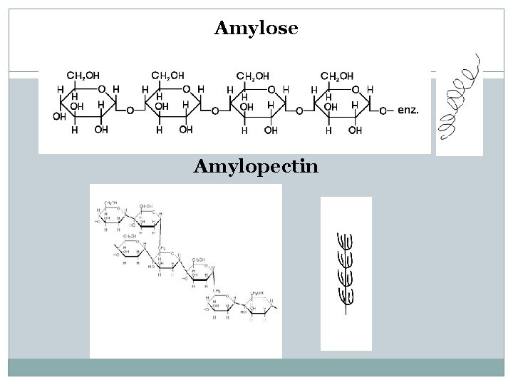 Amylose Amylopectin 