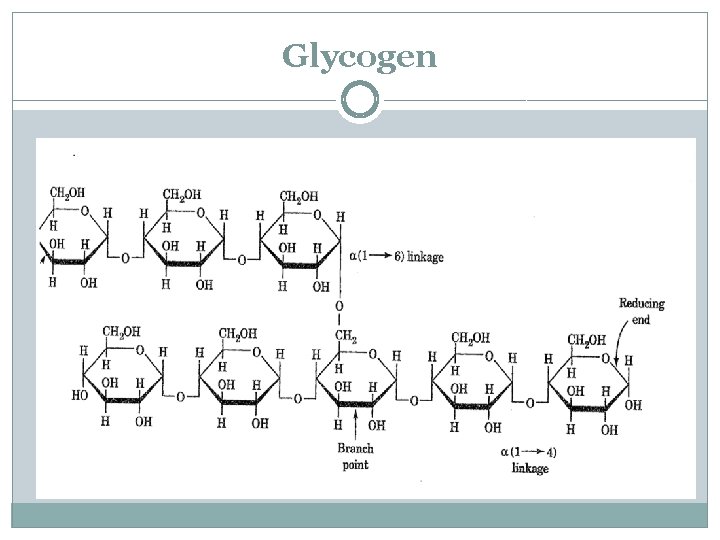 Glycogen 