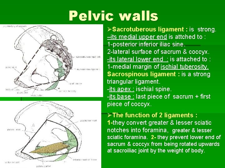 Pelvic walls ØSacrotuberous ligament : is strong. –its medial upper end is attched to