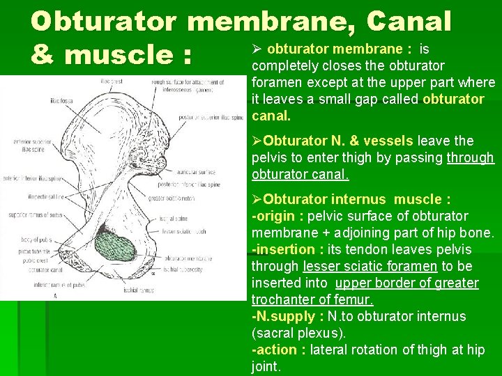 Obturator membrane, Canal Ø obturator membrane : is & muscle : completely closes the