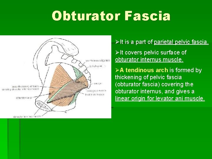 Obturator Fascia ØIt is a part of parietal pelvic fascia. ØIt covers pelvic surface