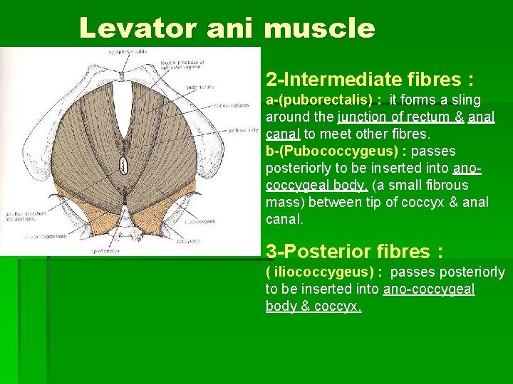 Levator ani muscle 2 -Intermediate fibres : a-(puborectalis) : it forms a sling around