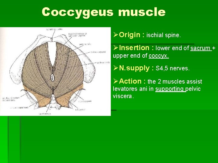 Coccygeus muscle ØOrigin : ischial spine. ØInsertion : lower end of sacrum + upper