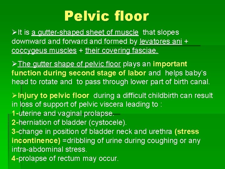 Pelvic floor ØIt is a gutter-shaped sheet of muscle that slopes downward and formed