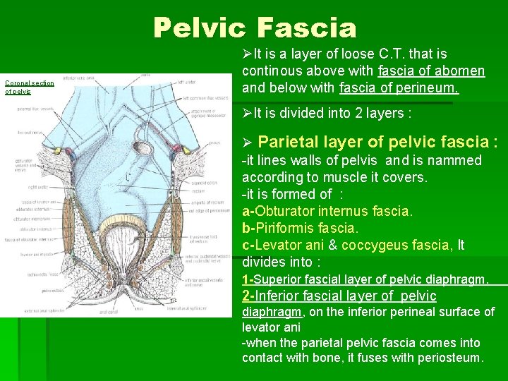 Pelvic Fascia Coronal section of pelvis ØIt is a layer of loose C. T.