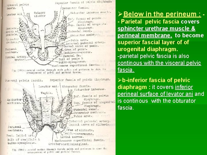 ØBelow in the perineum : - Parietal pelvic fascia covers sphincter urethrae muscle &