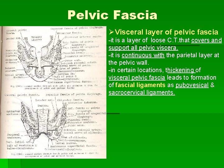 Pelvic Fascia ØVisceral layer of pelvic fascia -it is a layer of loose C.