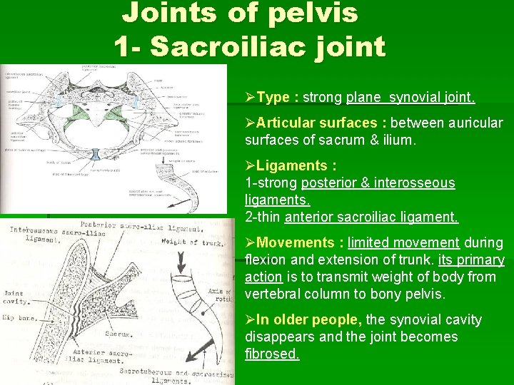 Joints of pelvis 1 - Sacroiliac joint ØType : strong plane synovial joint. ØArticular